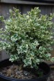 buxus sempervirens varigata  ( Gırcıllı Taflan )